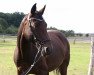 broodmare Samira (Brandenburg, 2002, from Samba Hit I)