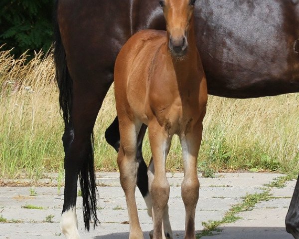 stallion Fürst Sandro II (Oldenburg, 2020, from Fürst Samarant)