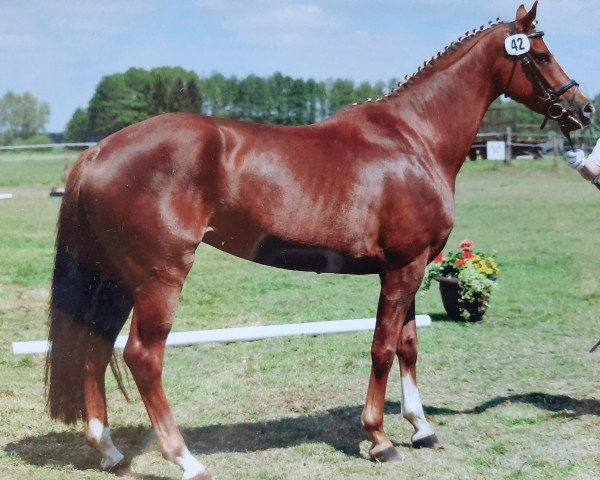 Zuchtstute Sunrise (Hannoveraner, 2011, von Soliman)