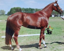 broodmare Sunrise (Hanoverian, 2011, from Soliman)