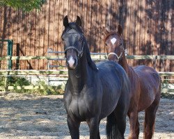 dressage horse Rocky (Oldenburg, 2019, from Rock for Me)