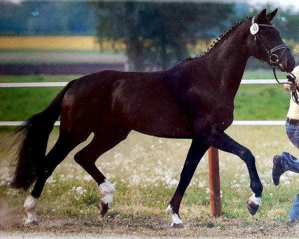 broodmare Despina (Hanoverian, 2007, from De Niro)