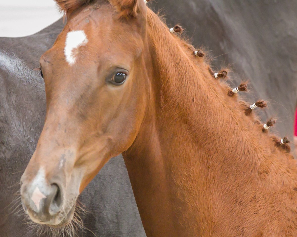 dressage horse Freddy's Friend B (German Sport Horse, 2020, from Freiherr von Stein)