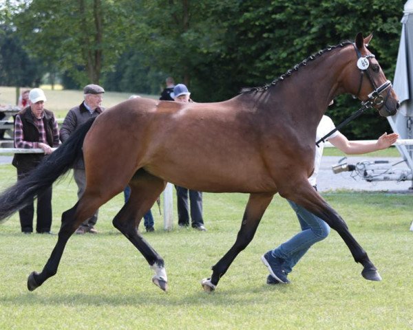 Dressurpferd Sweet Chocolate (Westfale, 2013, von Sir Heinrich OLD)