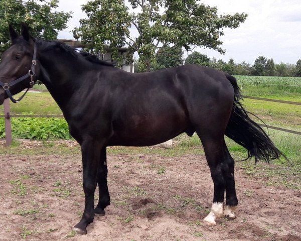 Pferd Landgraf, Kleiner (Alt-Oldenburger / Ostfriesen, 2017, von Landor G)