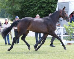 Zuchtstute Scarlett (Westfale, 2013, von Sir Heinrich OLD)