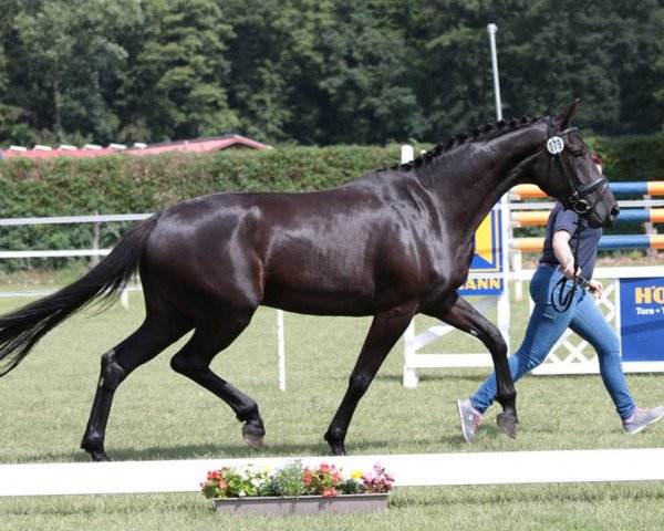 dressage horse Sonja (Westphalian, 2013, from Sunday)