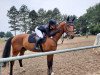 jumper Uttello (Oldenburg show jumper, 2015, from Up To Date)