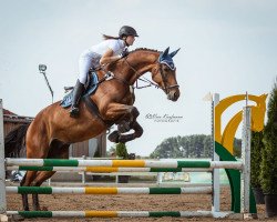 jumper Lacosta 16 (Deutsches Sportpferd, 2011, from Landrebell)