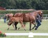 Dressurpferd British Columbia (Westfale, 2016, von Belissimo NRW)