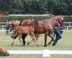 dressage horse British Columbia (Westphalian, 2016, from Belissimo NRW)