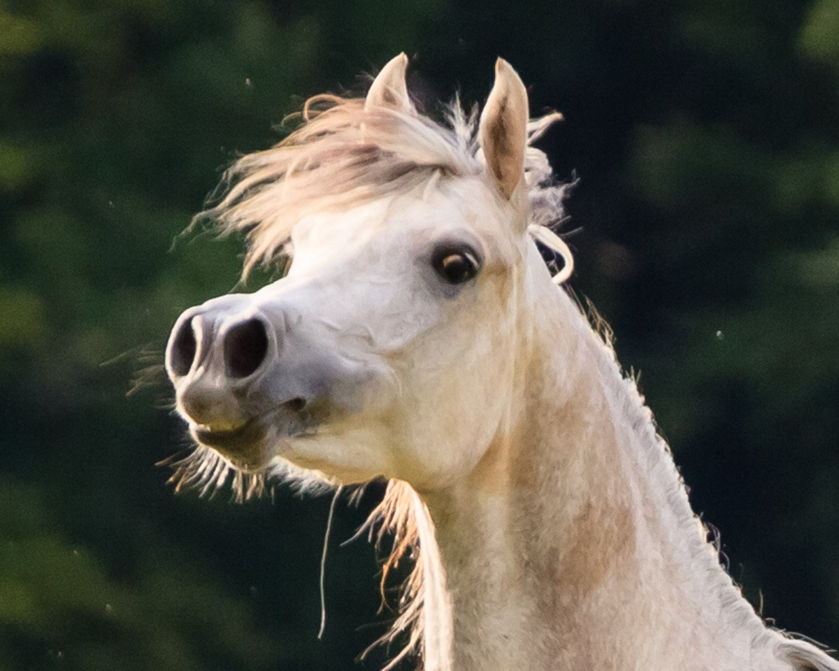 broodmare Sheydaa Bint Esteban Ibn Estopa Son OX (Arabian purebred, 2015, from Esteban Ibn Estopa Son ox HB)