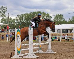 jumper Sandro (German Sport Horse, 2006, from Saccor)