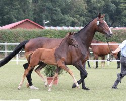 broodmare Hot Cherry JK (Westphalian, 2007, from Hotline)