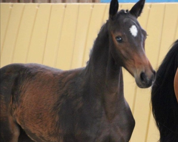 jumper Comme le Chocolat (Oldenburg show jumper, 2020, from Comme Prevu)