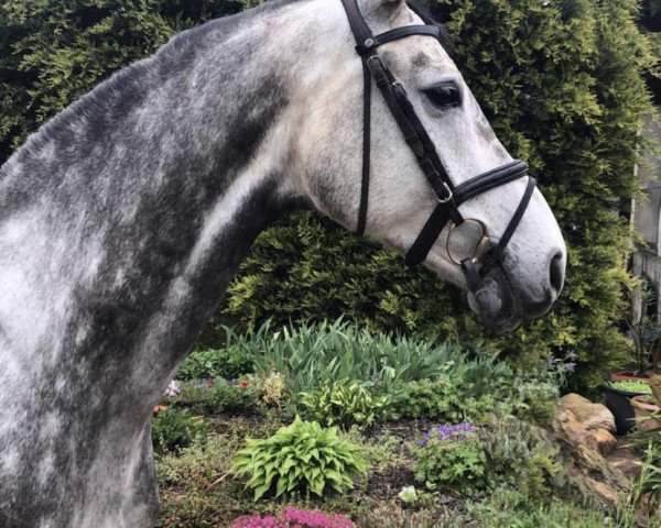 jumper Cantaro 74 (German Sport Horse, 2014, from Caversal)