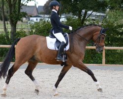 dressage horse Sir Bernstein (Westphalian, 2015, from Sir Heinrich OLD)