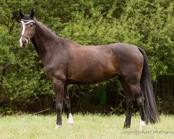 dressage horse Super Girl 13 (Oldenburg, 2011, from Sir Donnerhall I)