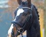 stallion St. Patrick (Hanoverian, 2015, from Sezuan)