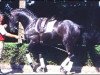 stallion Rubinstein I (Westphalian, 1986, from Rosenkavalier)