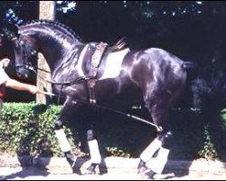 stallion Rubinstein I (Westphalian, 1986, from Rosenkavalier)