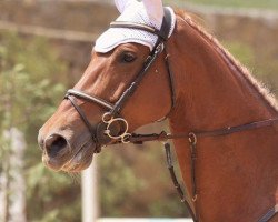 jumper Faye de Reve (KWPN (Royal Dutch Sporthorse), 2010, from Nabab de Rêve)