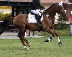 jumper I Love You (KWPN (Royal Dutch Sporthorse), 2013, from Spartacus TN)