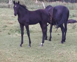 broodmare Rock my Heart (Mecklenburg, 2020, from Radar Lock xx)