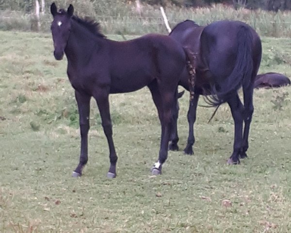 broodmare Laura (Hanoverian, 2007, from Lancier)