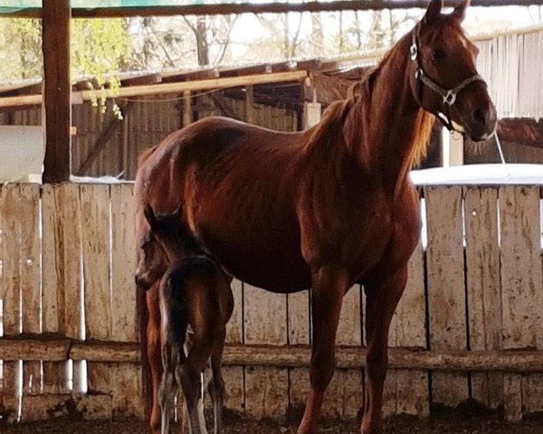 broodmare Romantic 7 (Hanoverian, 2004, from Rohdiamant)