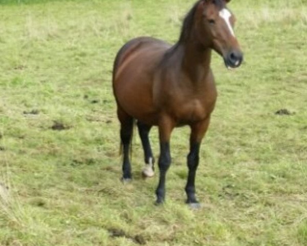 broodmare Xantavelas (Trakehner, 1995, from Velasquez)