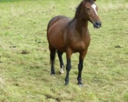 broodmare Xantavelas (Trakehner, 1995, from Velasquez)