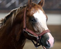 stallion Bryans Lysi Bar (Appaloosa, 2000, from Bryans Dandy Bar)