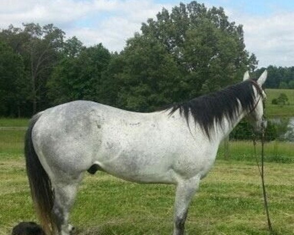 dressage horse Joe (American Classic Shetler. Pony,  )