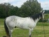 dressage horse Joe (American Classic Shetler. Pony,  )