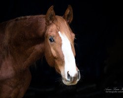 dressage horse Darelio (Oldenburg, 2015, from Danciano)