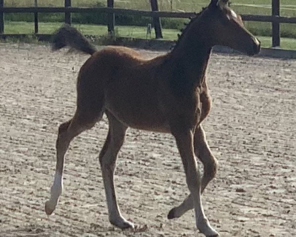 broodmare Hilda von der Dänenwiek (German Riding Pony, 2020, from Champ de Luxe)