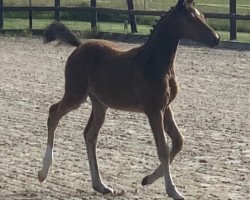 broodmare Hilda von der Dänenwiek (German Riding Pony, 2020, from Champ de Luxe)