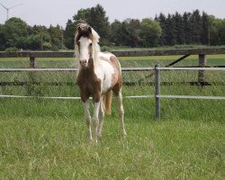 broodmare Jiraya (German Riding Pony, 2019, from Jacky Boy)