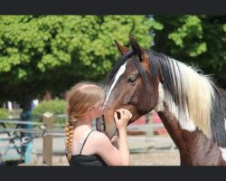 Dressurpferd Jack (Deutsches Reitpony, 2018, von Jacky Boy)