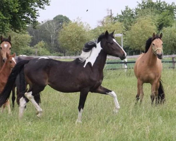 dressage horse Jetzt oder Nie (German Riding Pony, 2018, from Jacky Boy)