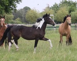 Dressurpferd Jetzt oder Nie (Deutsches Reitpony, 2018, von Jacky Boy)