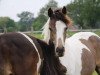 dressage horse Jackys Bloody Mary (Westphalian, 2018, from Jacky Boy)