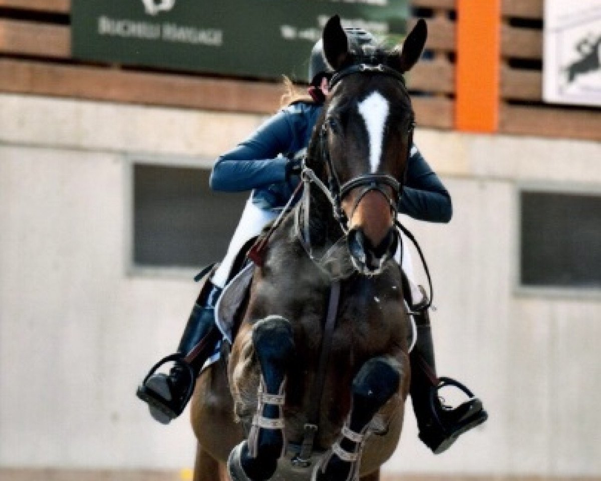 jumper Clabautermann P (Oldenburg, 2012, from Cador 5)