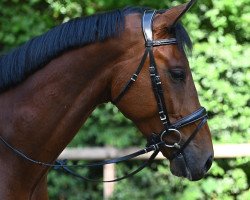 jumper Crazy-Jumper (Zangersheide riding horse, 2015, from Crazy Horse)