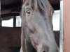 dressage horse San Dorino W (Oldenburg, 2008, from San Amour I)