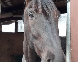 dressage horse San Dorino W (Oldenburg, 2008, from San Amour I)