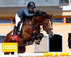 Springpferd Time For Fun Z (Zangersheide Reitpferd, 2008, von Taloubet Z)