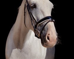 Dressurpferd Kaneo de Laubry (Belgisches Warmblut, 2010, von Thunder van de Zuuthoeve)