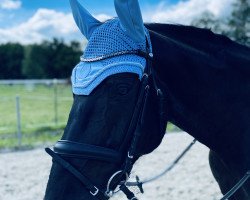 dressage horse Delicate Love (Hanoverian, 2014, from Dubarry 41)